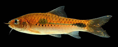 Barbus camptacanthus